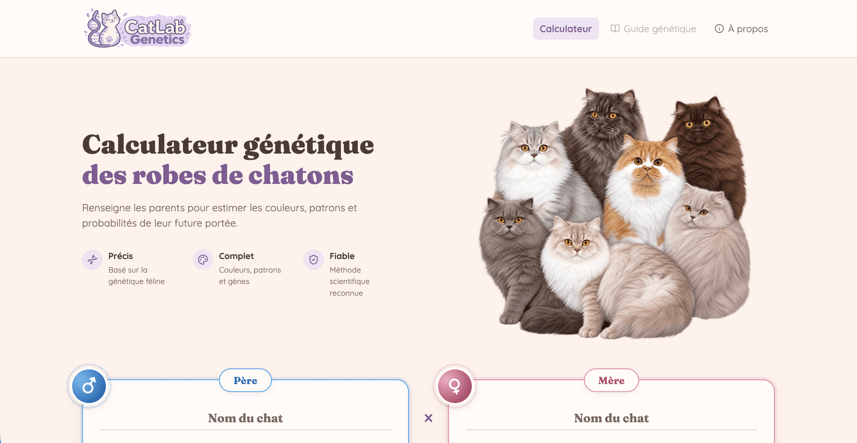Calculateur génétique des robes de chatons : on renseigne le père et la mère pour estimer les couleurs de la future portée