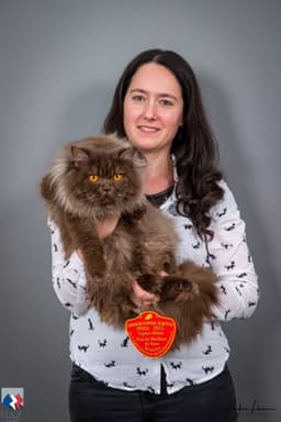 Sarah, éleveuse de British Longhair, avec son chat